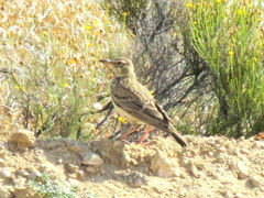 Galerida magnirostris magnirostris