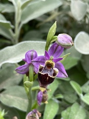 Ophrys calypsus