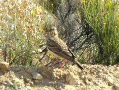 Galerida magnirostris magnirostris