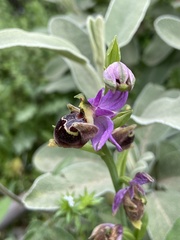 Ophrys calypsus