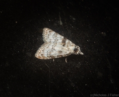 Nola euraphes