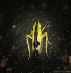 Australnirvana adelaideae