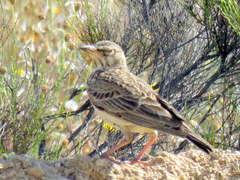 Galerida magnirostris magnirostris