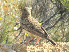 Galerida magnirostris magnirostris