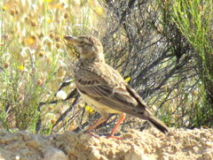 Galerida magnirostris magnirostris