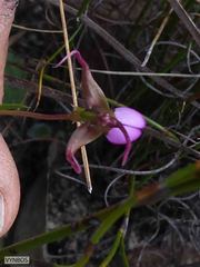 Disperis capensis capensis