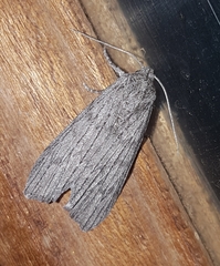 Harpagocnema eremoplana