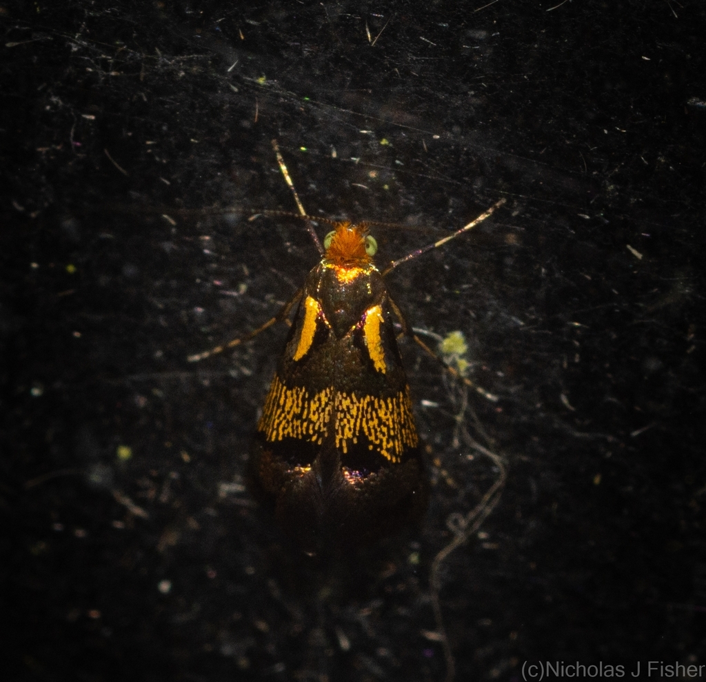 Nemophora opalina