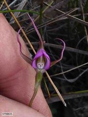 Disperis capensis capensis