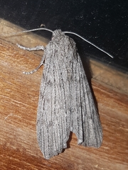 Harpagocnema eremoplana