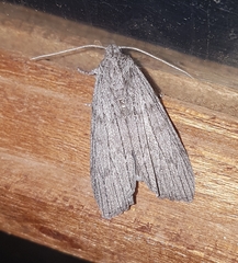 Harpagocnema eremoplana