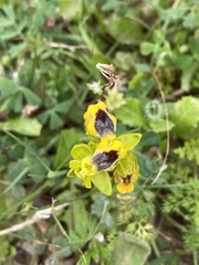Ophrys lutea phryganae