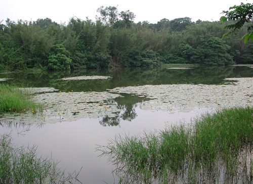 Nuphar pumila iNat (2)