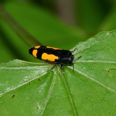 Ptosima gibbicollis