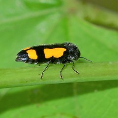 Ptosima gibbicollis