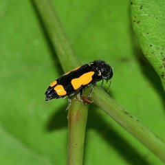 Ptosima gibbicollis