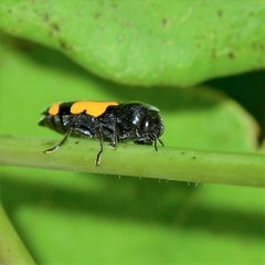 Ptosima gibbicollis
