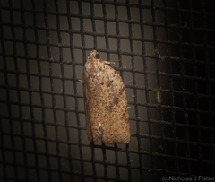 Meritastis ursina