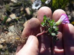 Oxalis heterophylla