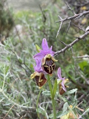 Ophrys calypsus
