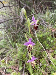 Ophrys calypsus
