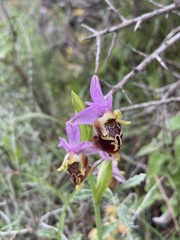 Ophrys calypsus