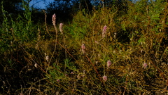 Hermbstaedtia fleckii