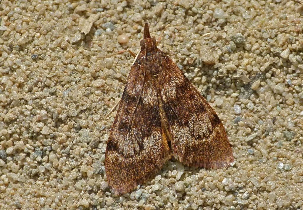 Kōwhai moth