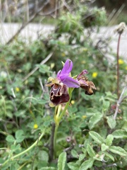 Ophrys calypsus