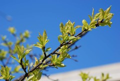 Prunus salicina