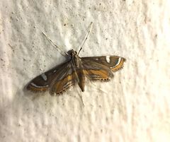 Strepsinoma croesusalis