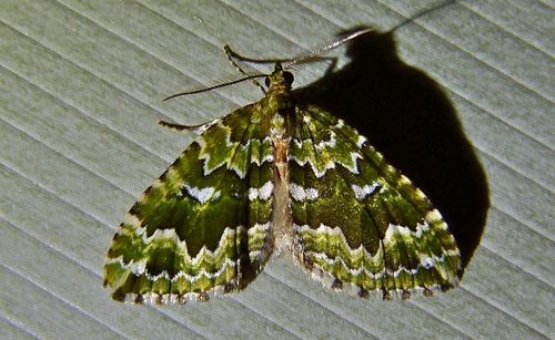 Dotted Green Carpet photo 5