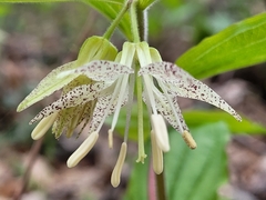Prosartes maculata