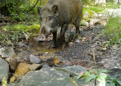 Sus scrofa leucomystax