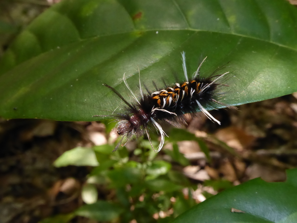 Euchaetes albicosta