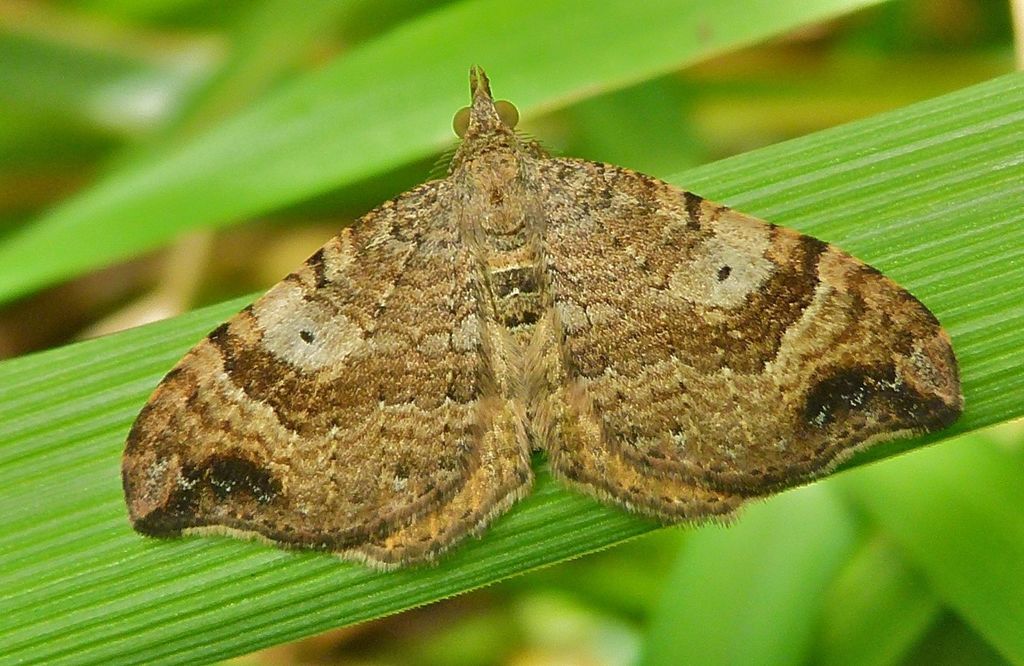 Small hooked-tip looper moth