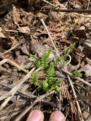 Astragalus neglectus