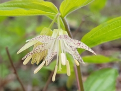 Prosartes maculata