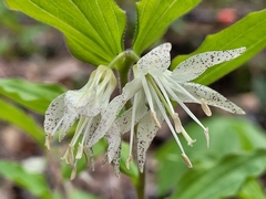 Prosartes maculata