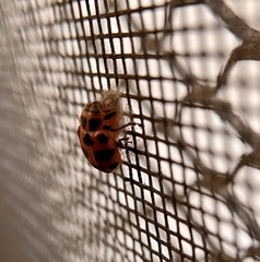 Dinocampus coccinellae paralysis virus