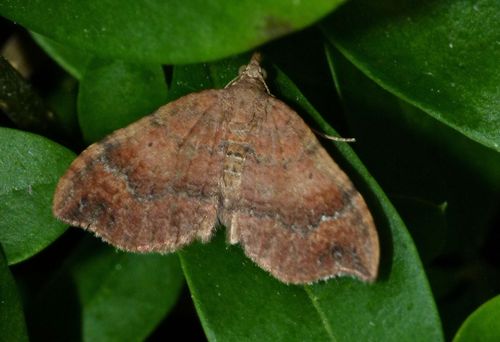 Small hooked-tip looper moth photo 5