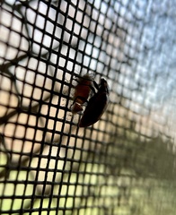 Dinocampus coccinellae paralysis virus