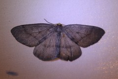 Lambdina pellucidaria