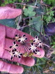 Pelargonium lobatum
