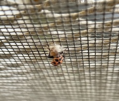 Dinocampus coccinellae paralysis virus