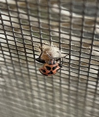 Dinocampus coccinellae paralysis virus