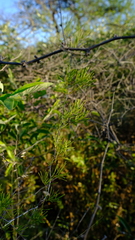 Asparagus aspergillus