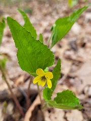 Viola tripartita