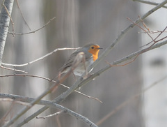 Erithacus rubecula