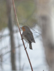 Erithacus rubecula